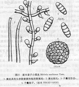新木姜子小煤炱