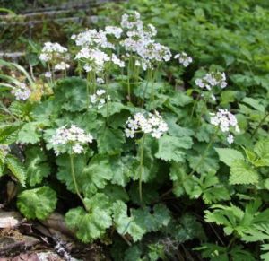 闊苞蓮葉點地梅 闊苞蓮葉點地梅