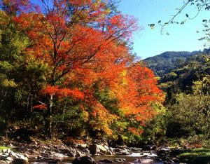 台中市武陵森林遊樂區秋季的楓紅景象