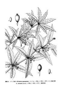 石楠葉小檗 石楠葉小檗