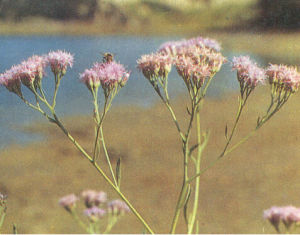 巴東風毛菊 巴東風毛菊