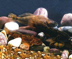 圖們杜父魚 圖們杜父魚