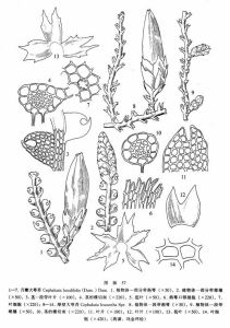 月瓣大萼苔 月瓣大萼苔