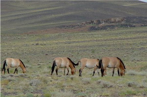 古爾班通古特沙漠腹地