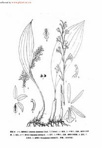 錨鉤吻蘭