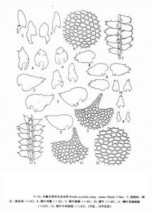 尖瓣光萼苔東亞(亞種) 尖瓣光萼苔東亞(亞種)