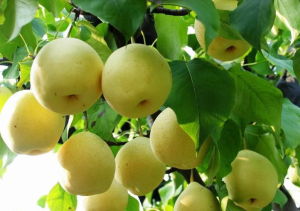 仁壽向家鎮 仁壽向家鎮