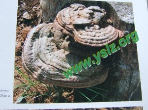 三角狀靈芝 三角狀靈芝