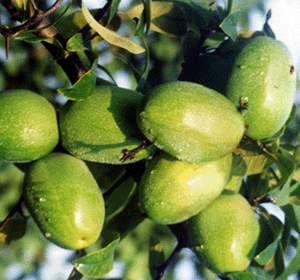 野木瓜之鄉 野木瓜之鄉