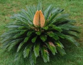 墨西哥鐵樹 墨西哥鐵樹