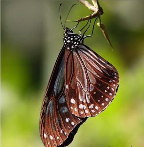 黑絹斑蝶