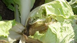 白菜軟腐病 白菜軟腐病