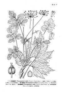 洱源囊瓣芹（原變種）