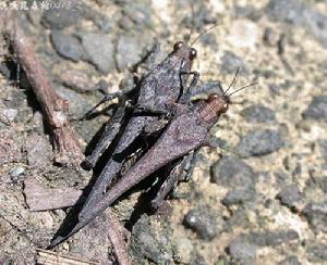 蓬萊棘菱蝗