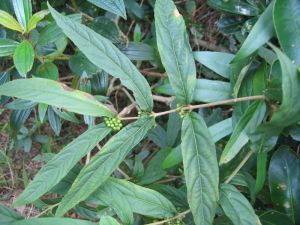 短柄紫珠 短柄紫珠