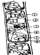 嗜鈣水綿 嗜鈣水綿