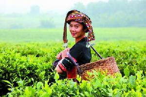 （圖）白沙農場