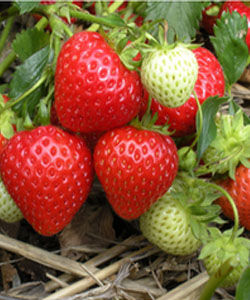 細梗草莓 細梗草莓