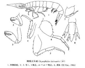 闊喙尖頭戎 闊喙尖頭戎