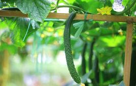 綠秀1號 綠秀1號