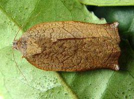 桑樹黃捲葉蛾 桑樹黃捲葉蛾