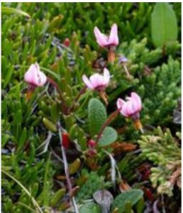 歐越桔柳組 歐越桔柳組