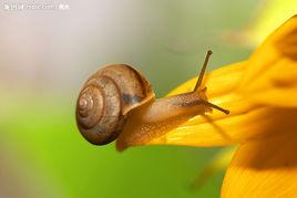 蝸牛養殖技術 蝸牛養殖技術
