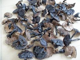 野生黑芝 野生黑芝