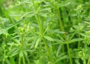 雲南希草[雲南希草]