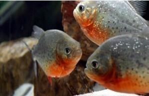 大胸水狼脂鯉 大胸水狼脂鯉
