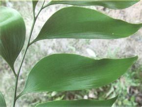 波溫蘇鐵 波溫蘇鐵