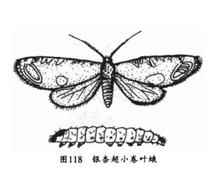 銀杏超小捲葉蛾 銀杏超小捲葉蛾