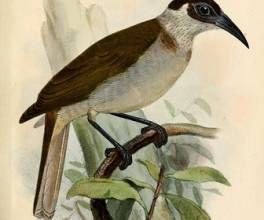 紋腹擇蜜鳥 紋腹擇蜜鳥