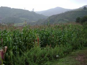 上碑廳村-玉米種植