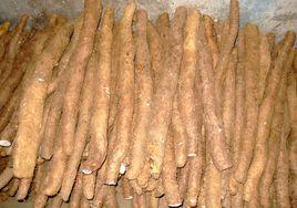 安順山藥 安順山藥