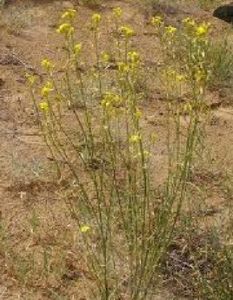 山柳菊葉糖芥 山柳菊葉糖芥