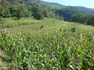 雙咪登村玉米種植業