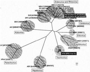 豬腸道病毒 豬腸道病毒