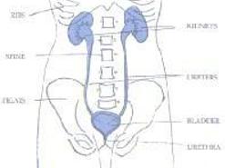 急性細菌性膀胱炎