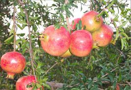 河陰石榴 河陰石榴