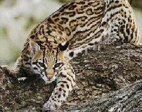 豹貓指名亞種 豹貓指名亞種