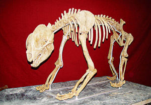 巴氏大熊貓 巴氏大熊貓