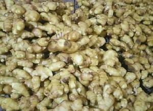 蓋州生薑 蓋州生薑