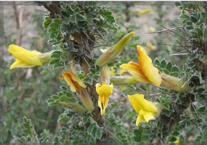 扁刺錦雞兒 扁刺錦雞兒