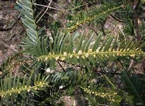 寬葉粗榧 寬葉粗榧