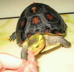 黃緣盒閉殼龜 黃緣盒閉殼龜