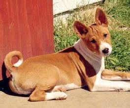 巴仙吉犬 巴仙吉犬