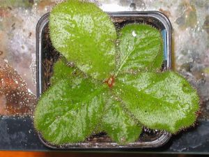 叉蕊毛氈苔 叉蕊毛氈苔