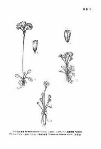 蕁麻葉報春 蕁麻葉報春