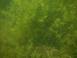 粗齒大茨藻（變種）